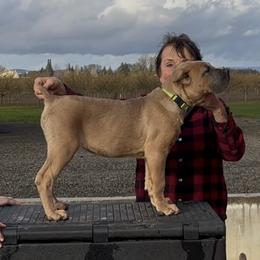 Girl 1 - female Cane Corso puppy in Dayton, Oregon from BlackStar Cane Corso