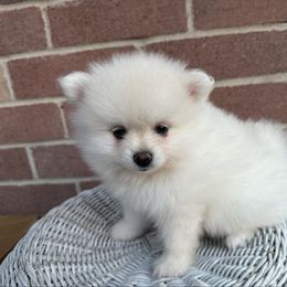 Boy 4 - Cream male Pomeranian puppy in Houston, Texas from Lola’s Poms