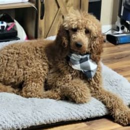 Dachshund, Golden Retriever, and Poodle Puppies from Paragon Puppies