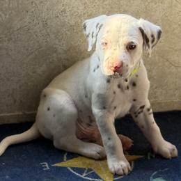Casper - White and liver brown male Dalmatian puppy in Hastings, Florida from Love My Spotty Dalmatians