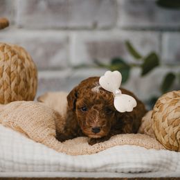 Tan Collar Melody - Red  female Goldendoodle puppy in Newport Beach, California from High Desert Doodles