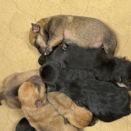 Miniature Schnauzer and Norwich Terrier Puppies from Parker Place  Puppies (Mini schnauzers and Norwich Terriers)