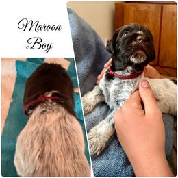 Scout - Brown and gray male Wirehaired Pointing Griffon puppy in California from Rocking S Griffons