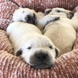 Golden Retriever Puppies from Brightside Goldens
