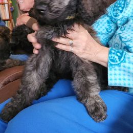Poodle Puppies from Savvy and Friends, LLC