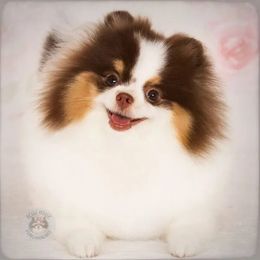 Sassy - Pomeranian