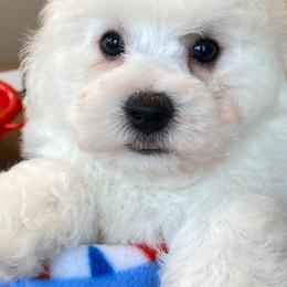 Bichon Frise Puppies from Bichon Frise Partnership