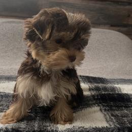 Kira - Chocolate and tan female Yorkshire Terrier puppy in Decker, Michigan from Diane's Pups