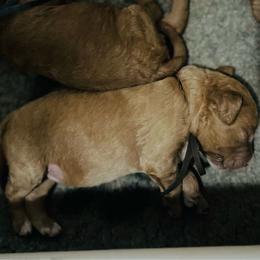 Brown collar - Apricot male Labradoodle puppy in Mechanicville, New York from Deuce's Doodles
