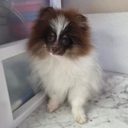 Teddy - Chocolate male Pomeranian puppy in Creswell, North Carolina from Grace's Poms🐾💕