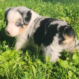 Meeko - Blue merle male Miniature Australian Shepherd puppy in Sunbury, Pennsylvania from Elemental Mini Aussies