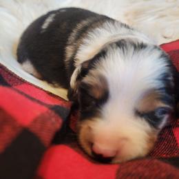 Schroeder - Blue merle male Miniature Australian Shepherd puppy in Macomb, Missouri from Faunus Farms and Aussies