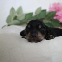 Pink collar - Black and cream female Dachshund puppy in Mc Donough, Georgia from Hot Diggity Doxies