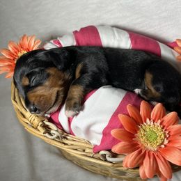 Sadie - Black and tan Dachshund puppy in Washington, Indiana from The Pupsqueakery
