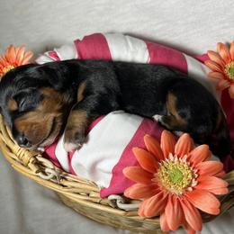 Sadie - Black and tan Dachshund puppy in Washington, Indiana from The Pupsqueakery