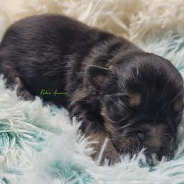 Jasper - male Miniature Australian Shepherd puppy in Deer Park, Washington from Rodeo Aussies