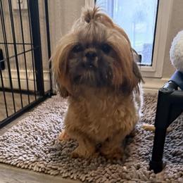 Keiki - Shih Tzu