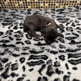 Brown collar - Black male Great Dane puppy in Ider, Alabama from Sand Mountain Danes LLC