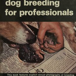 Dachshund Puppies from KT Canines, LLC
