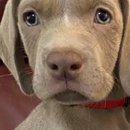 Weimaraner Puppies from Meadow Ridge Weims