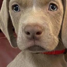 Weimaraner Puppies from Meadow Ridge Weims