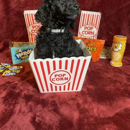 Poodle Puppies from Glory Bound Farm & Kennel