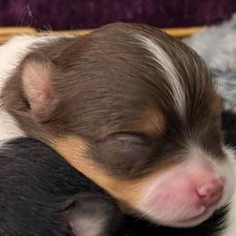 Trixie - Tri-colored female Pomeranian puppy in Wentzville, Missouri from Pawsome Poms