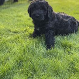 Goldendoodle Puppies from Wrigley's Doodles