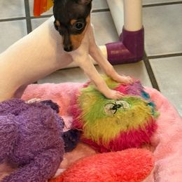 Toy Fox Terrier Puppies from Ultra Quest Show Dogs
