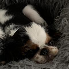 English Toy Spaniel Puppies from Marietta Charlies