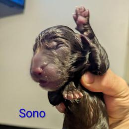 Boy 2 - Liver male German Shepherd puppy in Olean, New York from F&B Kennels
