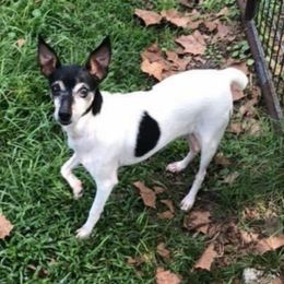 Trixie - Toy Fox Terrier