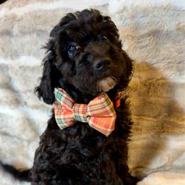 Boy 5 Dale - Black male Goldendoodle puppy in Kearneysville, West Virginia from Daydreamer