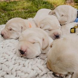 Dilute Retriever Puppies from Weathervane Labs