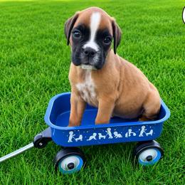 Gia - Fawn female Boxer puppy in Abilene, Texas from L&L Euro Boxers and Small Town Shih Tzus