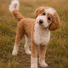 Indy - Bernedoodle