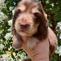 Red collar - Chocolate and cream male Dachshund puppy in Cherry Valley, California from Sugar and Spice Dachshunds