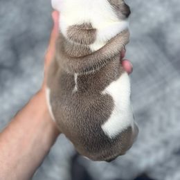Bulldog Puppies from Sweet Rolls
