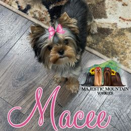 Yorkshire Terrier Puppies from Majestic Mountain Yorkies