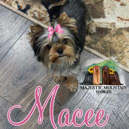 Yorkshire Terrier Puppies from Majestic Mountain Yorkies