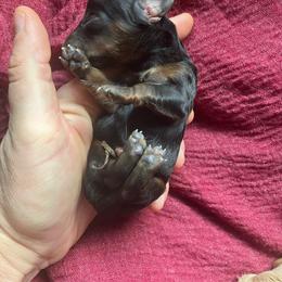 Teague - Black and tan male Dachshund puppy in Brave, Pennsylvania from Maple Moon Mini Dachshunds
