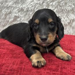 Girl 1 pink collar - Black and tan female Dachshund puppy in Chicago, Illinois from RGZ Doxies