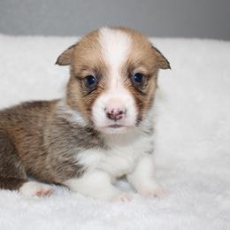 Payday - Red male Pembroke Welsh Corgi puppy in Paradise, Texas from Corgis in Paradise
