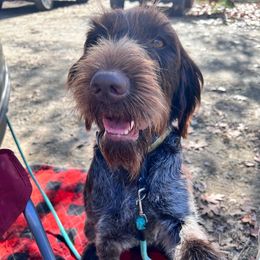 River - Wirehaired Pointing Griffon