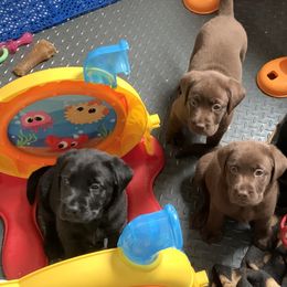 Labrador Retriever Puppies from Viklan Labradors