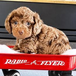 Blossom - Merle female Cockapoo puppy in Connersville, Indiana from MoonShine Babies