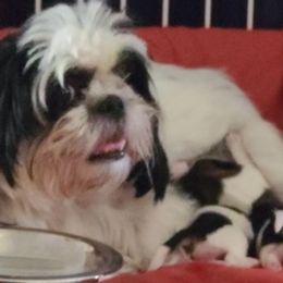 Shih Tzus from Heidi Benson