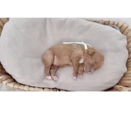 Clover - Apricot female Cavapoo puppy in Arlington, Texas from Van Haselen Poodles and Doodles