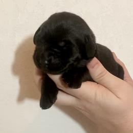 Drake - Black male Labrador Retriever puppy in Newaygo, Michigan from Royal Oak Gundogs
