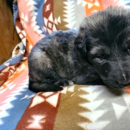 Light Purple collar - Sable female German Shepherd puppy in Cadet, Missouri from Working Valley Shepherds